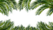 palm leaves texture overlay, frame from tropical plants isolated on transparent background with copy space in the middle