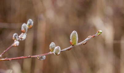 Wall Mural - spring willow buds