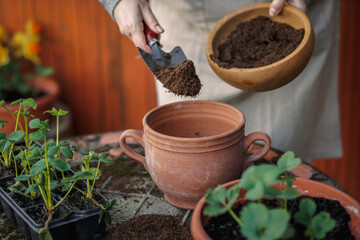 Sticker - Gardener putting soil and compost into flower pot. Planting strawberry seedling