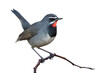 bird perching on tree branch isolated on white background, chinese rubythroat
