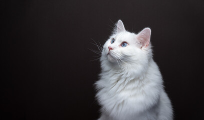 Wall Mural - fluffy white ragdoll cat looking to the side at copy space. portrait on brown background with copy space