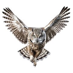 owl flying isolated on white