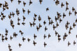 Flock of starling birds 
