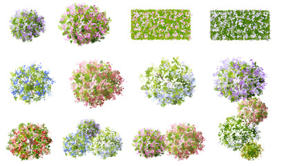 Wall Mural - vector watercolor of blooming tree top view isolated on white background for landscape plan and arch