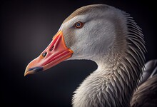 Greylag Goose (Anser Anser) Close Up. Generative AI