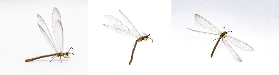 adult ant lion - myrmeleon immaculatus - three views in flight, isolated on white background