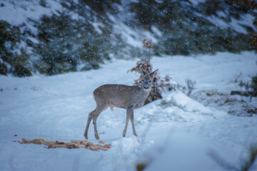 Wall Mural - A wild roe deer that eats pastries prepared by the hunter in the harsh winter. Photographed in the Czech Republic