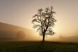 Schöne Silhouette eines Birnbaums zur goldenen Stunde. Leichter Morgennebel lässt den Hintergrund verblassen.