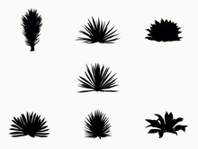 Set Of Agave Plant Silhouette Vector Illustration