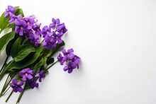 Streptocarpus Flowers Purple On White Background