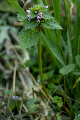 Poster - ortie en fleur