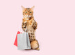 Bengal cat with shopping bags ready for discount