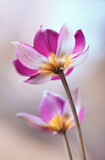 Fototapeta Motyle - Tulipany botaniczne Lilac Wonder
