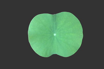 Wall Mural - Isolated waterlily or lotus leaf with clipping paths.
