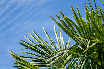 detail of palm leaves with blue sky in the background