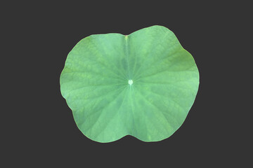 Wall Mural - isolated waterlily or lotus leaf with clipping paths.
