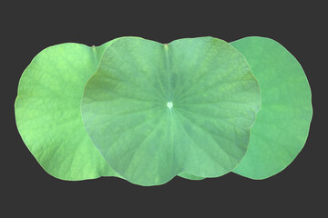 Wall Mural - Isolated waterlily or lotus leaf with clipping paths.