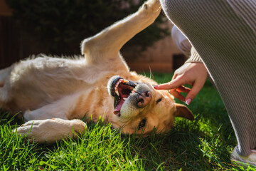 Wall Mural - A young girl student is petting and feeding and playing with her pet dog labrador in backyard	
