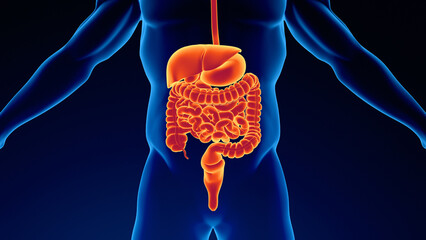 Anatomy of human digestive system