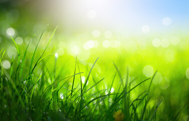 Canvas Print - Defocused Springtime Backgrounds, Fresh Green Field Grass against Sunny Sky