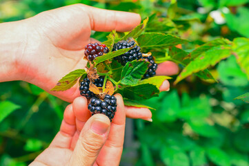 Wall Mural - Hands picking blackberries during main harvest season.blackberry fruits on a branch with green leaves.