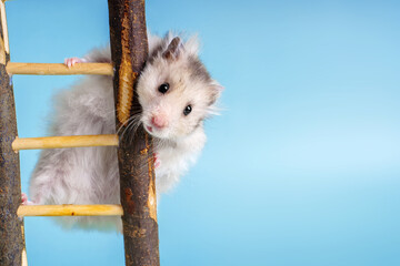 Wall Mural - Syrian hamster of gray color rises up a wooden staircase