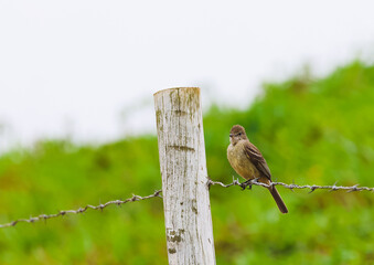 robin on a fence