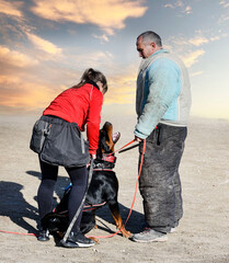 Canvas Print - training of rottweiler