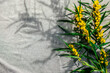 Yellow blooming acacia branch on gray fabric background. Mimosa, Acacia pycnantha, golden wattle, acacia saligna flowers