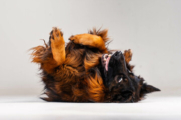 Wall Mural - funny portrait of a long-haired german shepherd on a white background