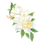 Watercolor bouquet of white gardenia flowers