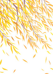 Wall Mural - Autumn Falling Yellow Leaves  of Willow Tree