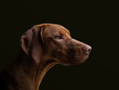 © Fiene - Vizsla
