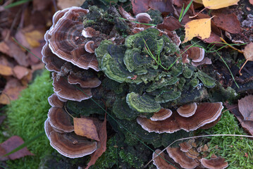 Wall Mural - an old tree stump covered with a brown mushroom cap and green moss.