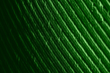 Wall Mural - the surface of a green feather with visible texture and details in macro enlargement.