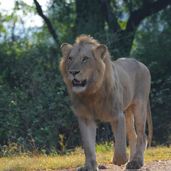 Wall Mural - Lion during African safari in Kruger national park