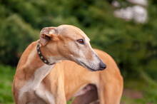 Red greyhound dog looking back closeup portrait