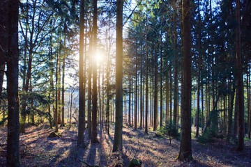 Wall Mural - Beautiful spring forest with bright sunlight in the fog.