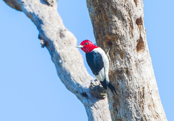 Wall Mural - Red headed Woodpecker - Melanerpes erythrocephalus - Perched on dead tree snag with blue sky background