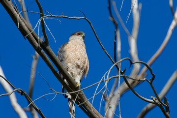 cooper's hawk