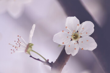 Fowers of the cherry or apple blossom. Sakura flower.