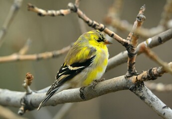 Wall Mural - pretty yellow male american goldfinch in spring, transitioning to his breeding plumage, perched in an ash tree in broomfield, colorado