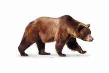Bear Full Body Isolated On White Background, Minimalistic Realistic Illustration