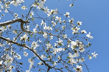 Sticker - Kobus magnolia blossoms. A representative flowering tree that blooms white flowers in early spring and heralds the arrival of spring. The buds are dried and used as a herbal medicine.