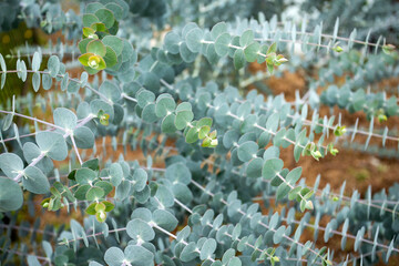 Canvas Print - Powdery eucalyptus baby blue - Medicinal leaves of eucalyptus