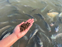 Feed The Fish, Close Up Brown Pellets Feeds For Fish In Hand, Feed Fish From Feeding Food On Water Surface Ponds On Water Surface Ponds, Fish Farm