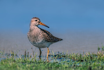 Wall Mural - a pectoral sandpiper, calidris melanotos, on the green grasses by the water.