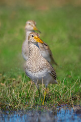 Wall Mural - two pectoral sandpipers, calidris melanotos, on the green grasses by the water.