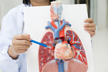 Doctor hand pointing lung and heart anatomy human model on white background.Part of human body model with organ system for health student study in university.Human abdomen model.