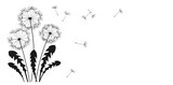 Fototapeta Dmuchawce - Dandelion flying seeds ink silhouette banner. Abstract flowers dandelions blossom black figure shape plants. Botany floral design template, advertising background, poster card, cover invitation vector